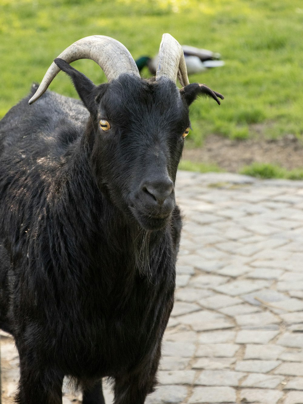a black goat with long horns standing on a brick walkway