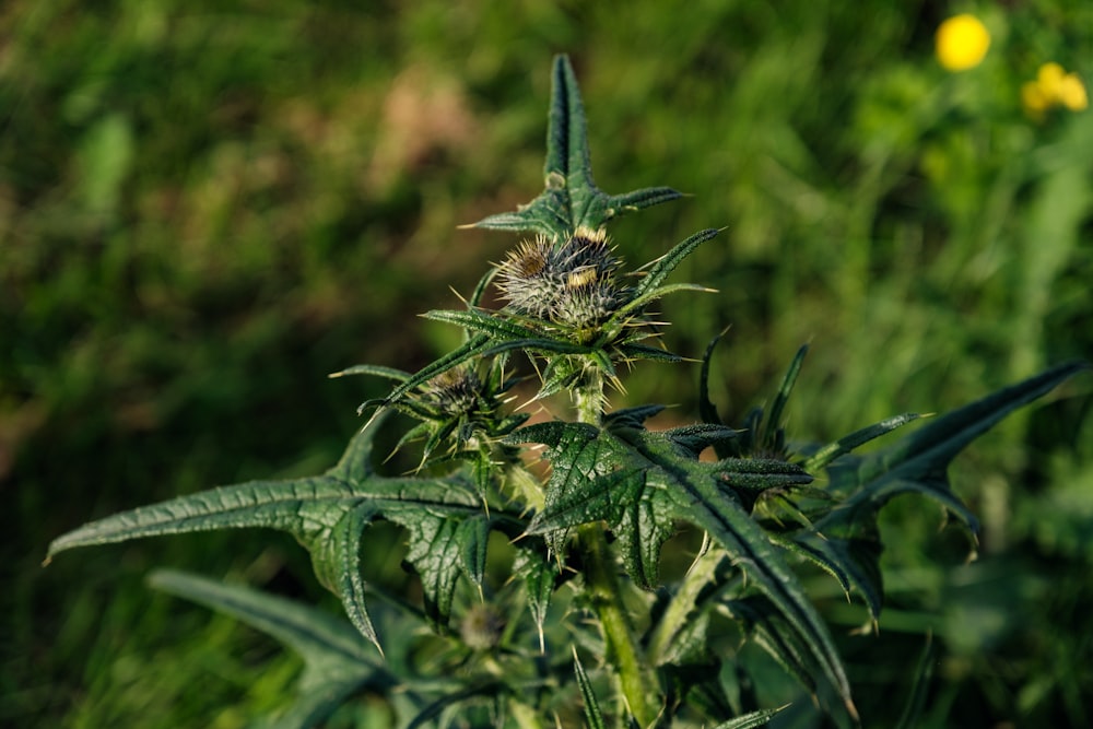 a close up of a plant in a field