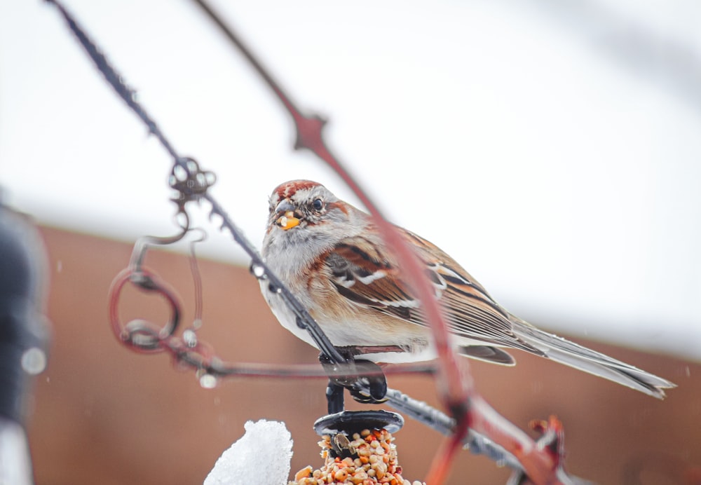 a small bird sitting on top of a bird feeder