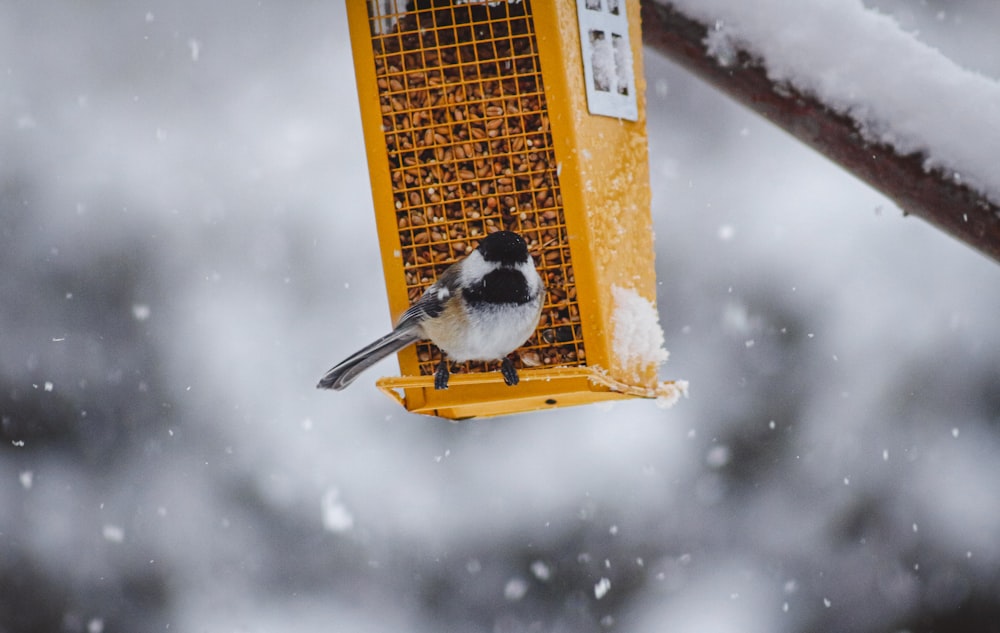 a bird is sitting on a bird feeder in the snow