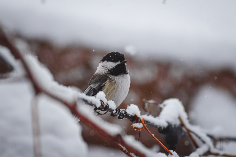 a bird sitting on a branch covered in snow