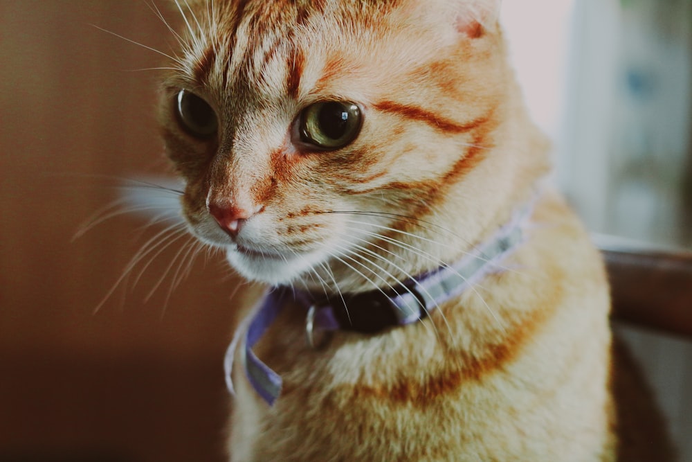 a close up of a cat wearing a collar