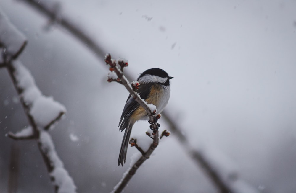 a bird sitting on a branch in the snow