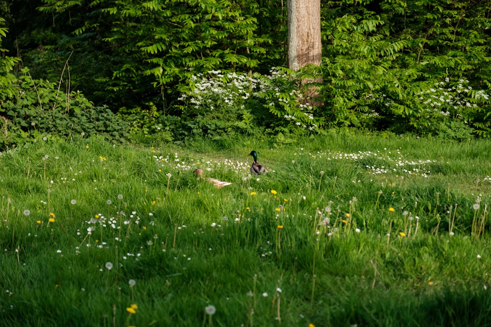 un pájaro parado en medio de un exuberante campo verde