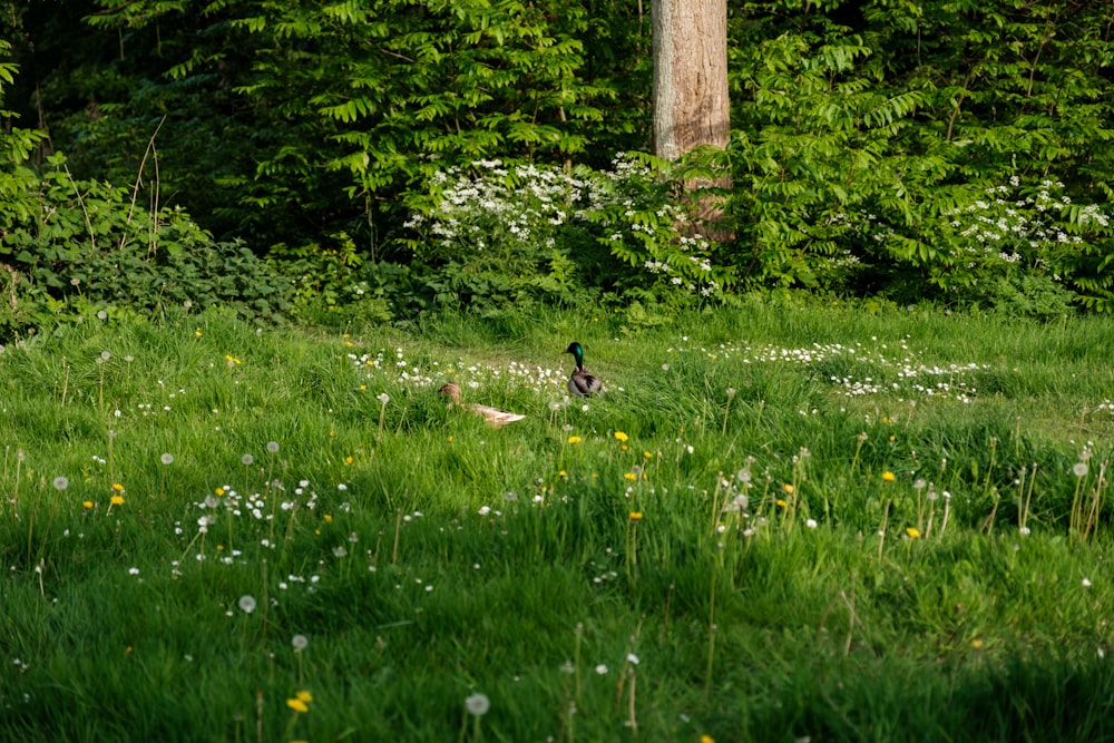 a bird standing in the middle of a lush green field