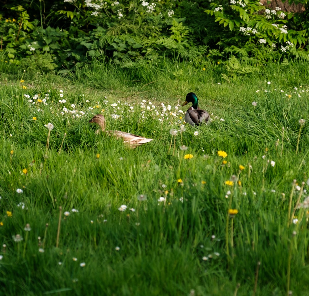 un par de patos sentados en la cima de un exuberante campo verde