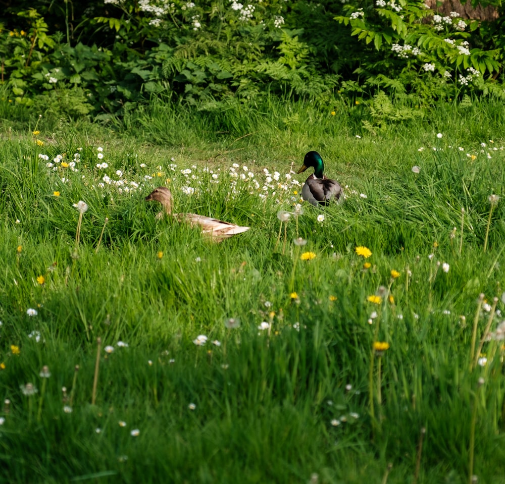 a couple of ducks sitting on top of a lush green field