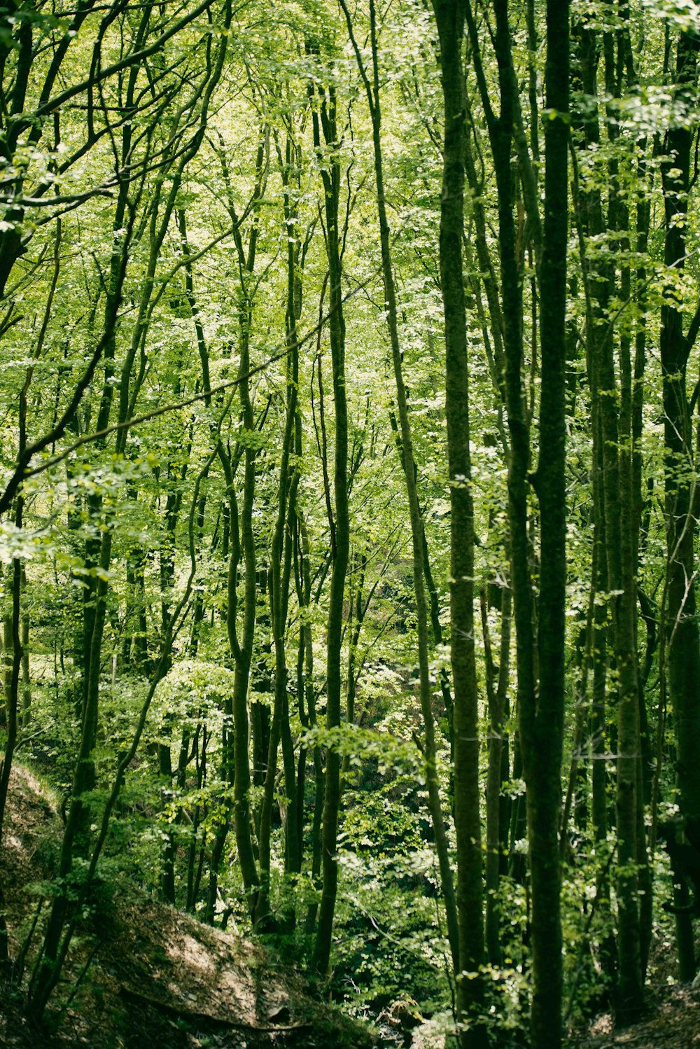 una foresta piena di alberi verdi