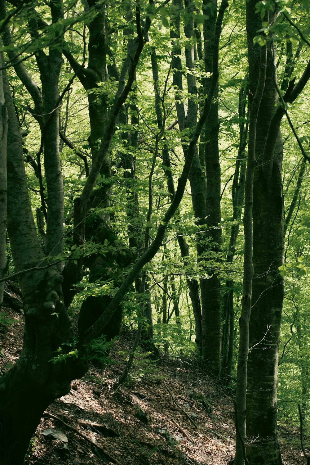 a bench in the middle of a wooded area