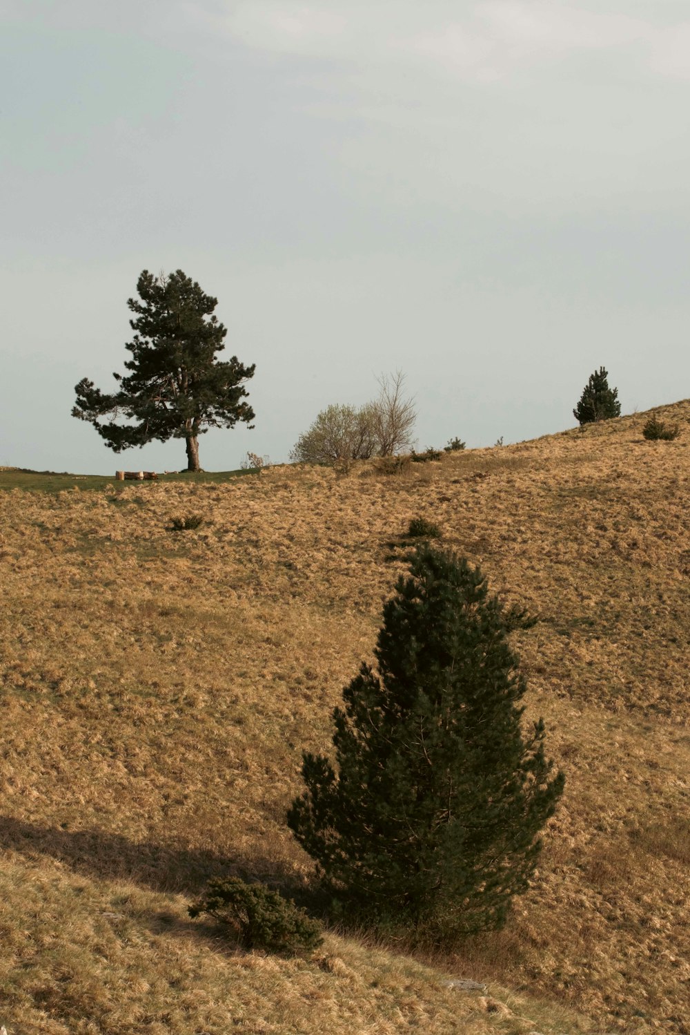 a lone pine tree on a grassy hill