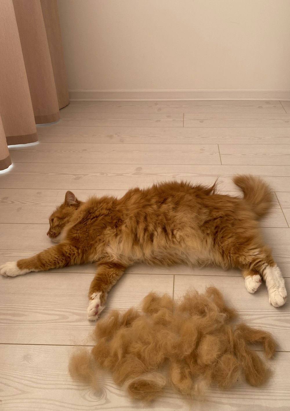 a fluffy cat laying on the floor next to a pile of hair