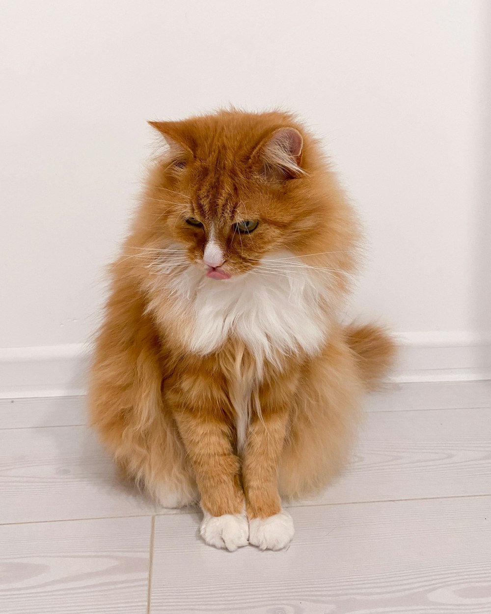 a fluffy orange and white cat sitting on the floor
