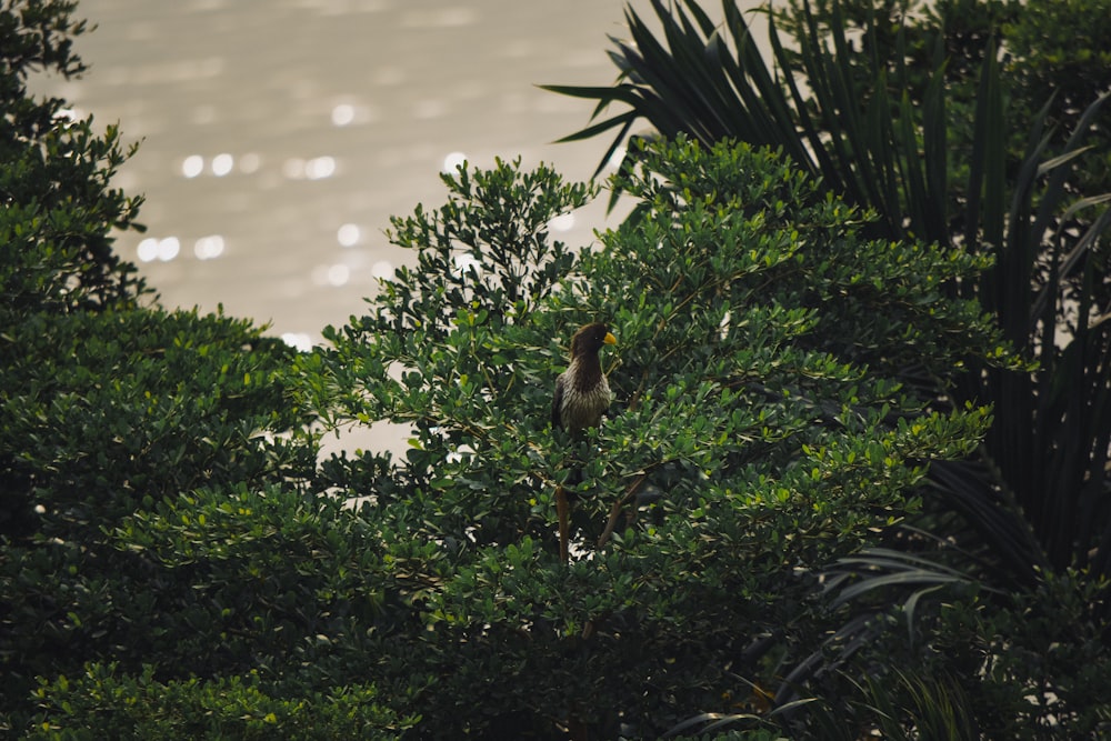 a bird sitting in a tree looking out over the water