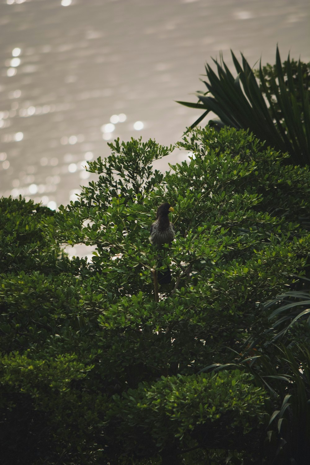 a bird sitting in a tree near the ocean