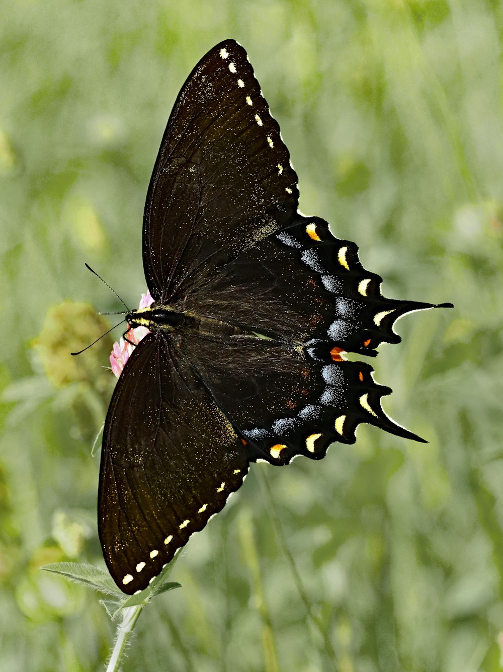 a black and yellow butterfly sitting on a flower