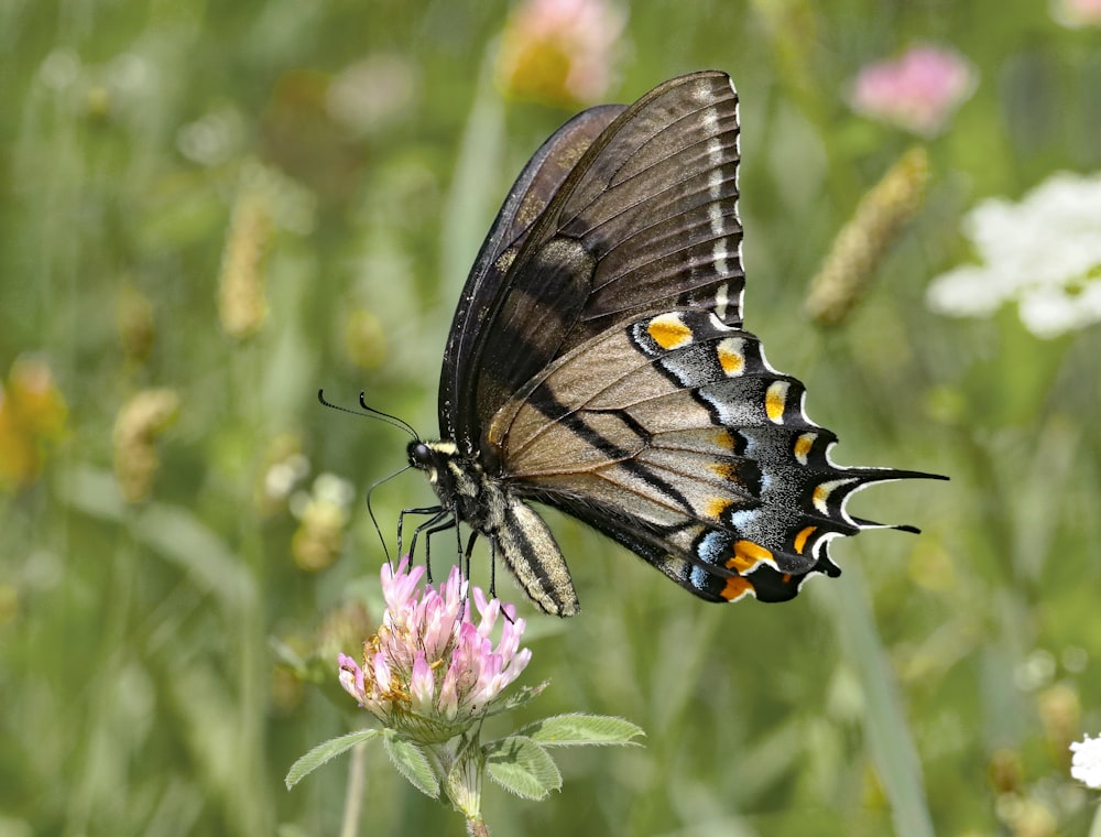 a butterfly sitting on top of a flower in a field