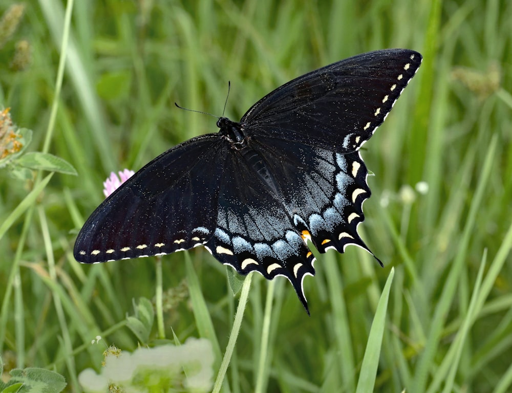 a black butterfly sitting on top of a flower