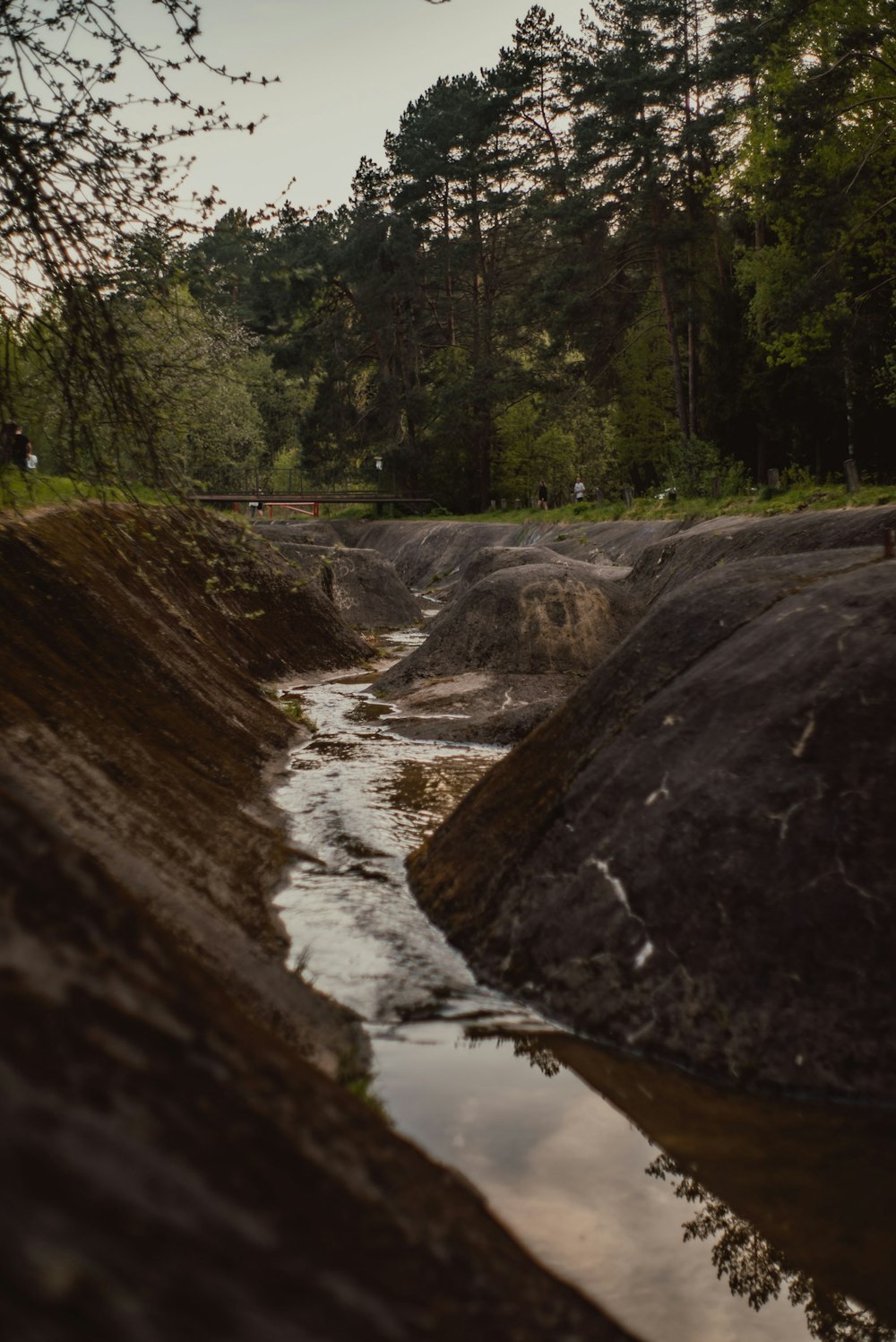 a river running through a lush green forest