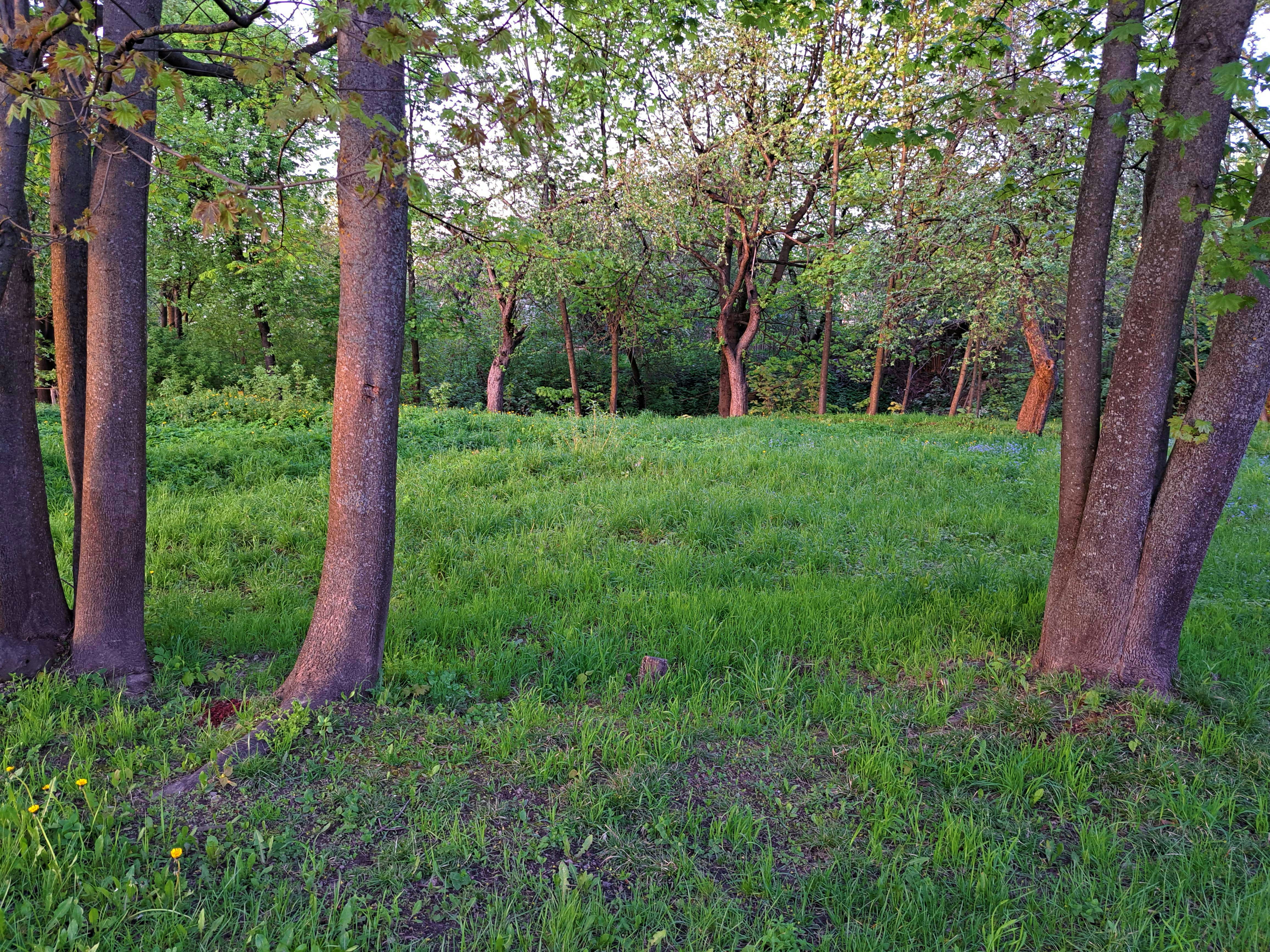 Un campo de hierba con árboles y hierba en primer plano