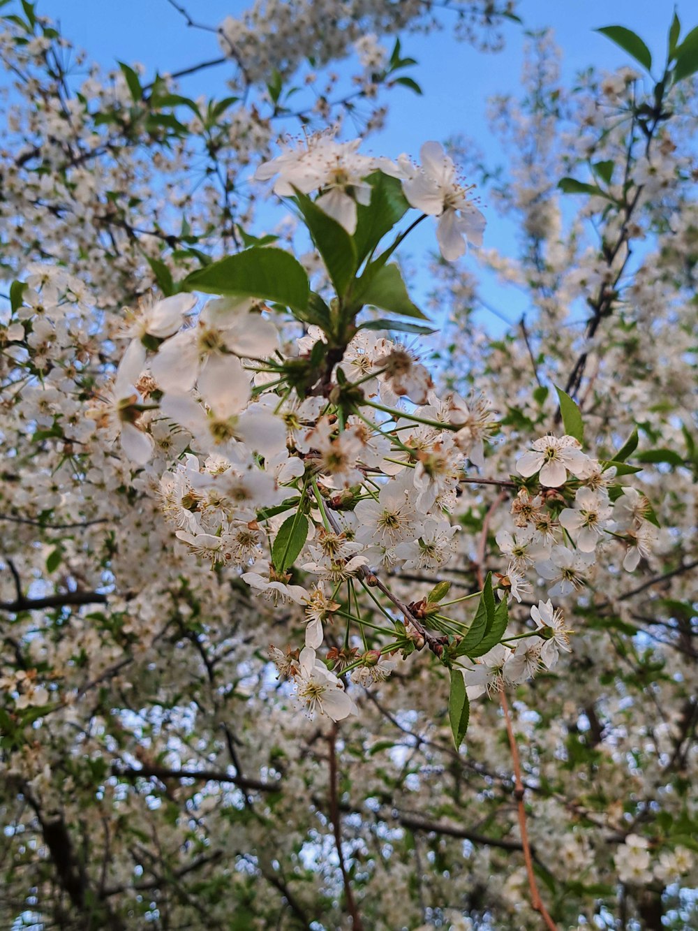 a tree with white flowers and green leaves