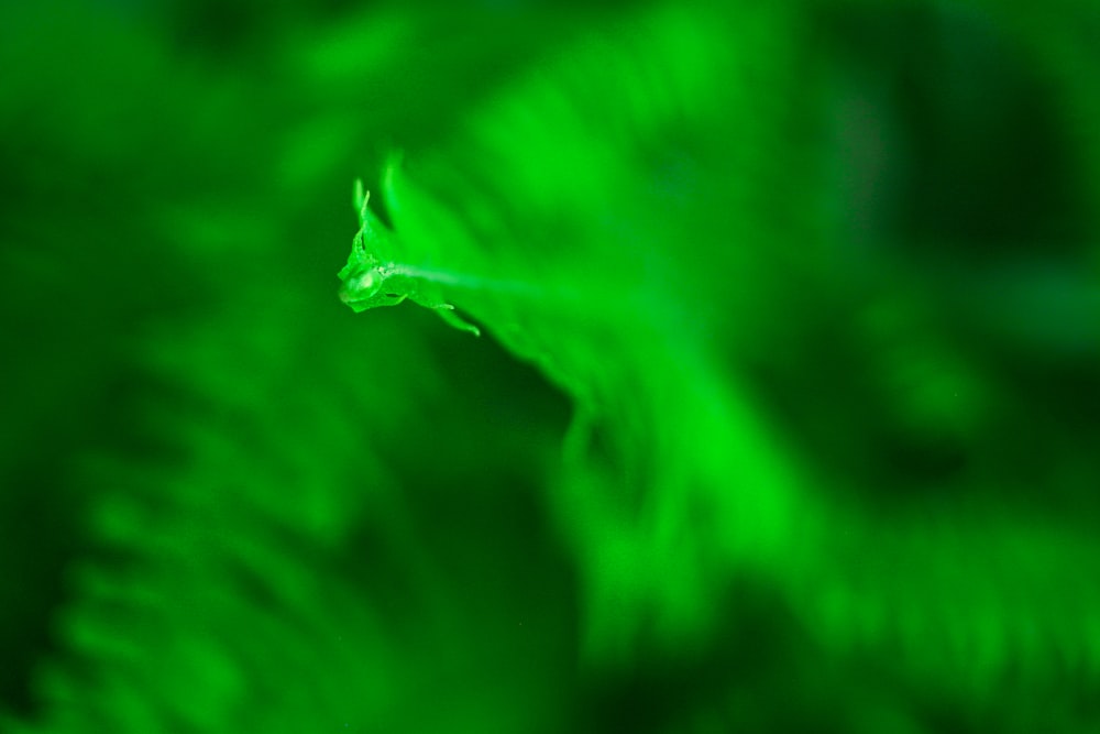 a blurry photo of a green animal