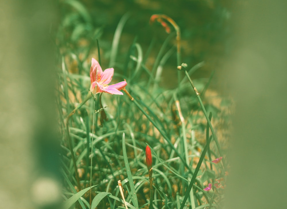 a pink flower in the middle of some green grass