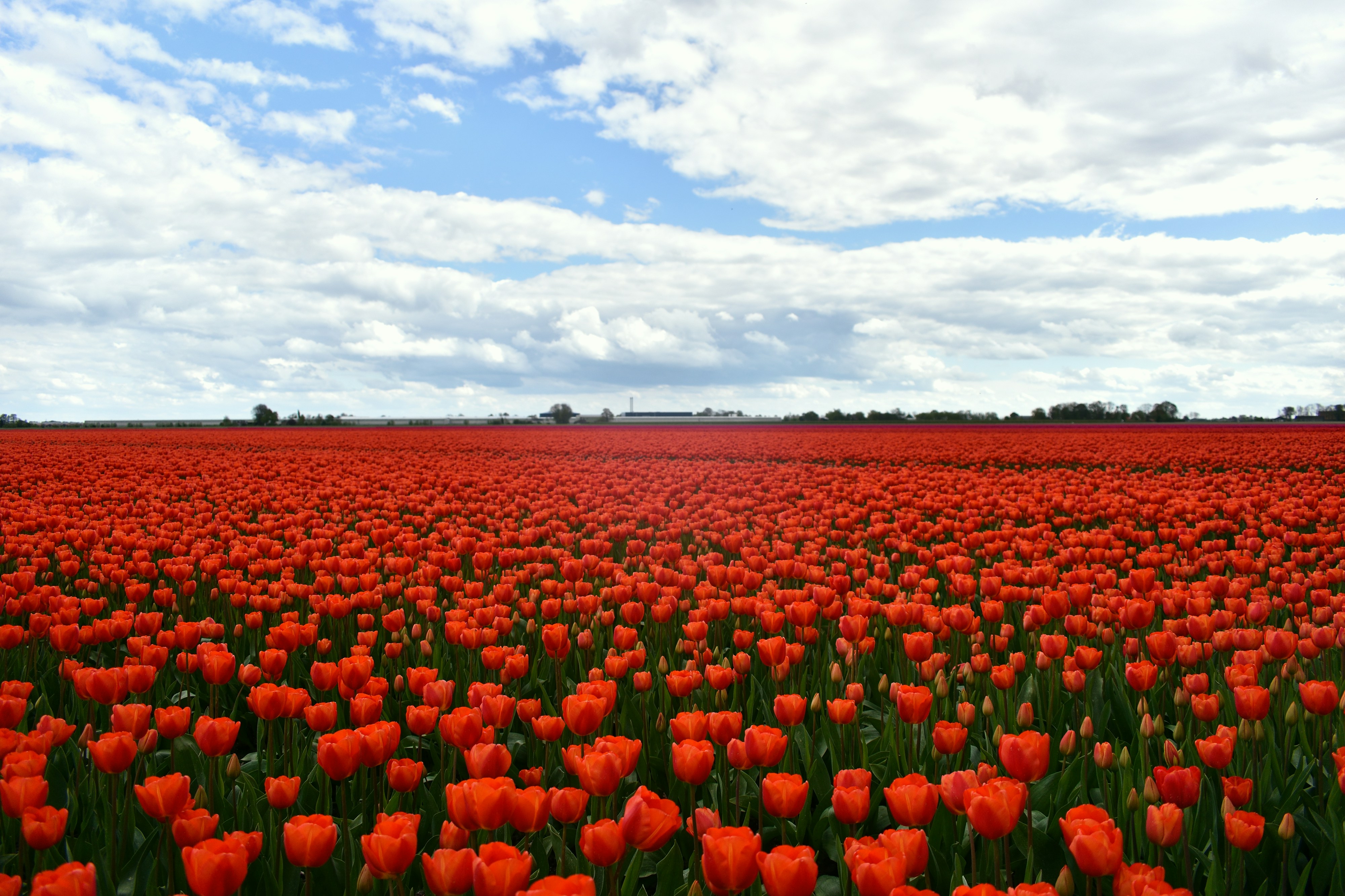 a field full of red flowers under a cloudy sky
