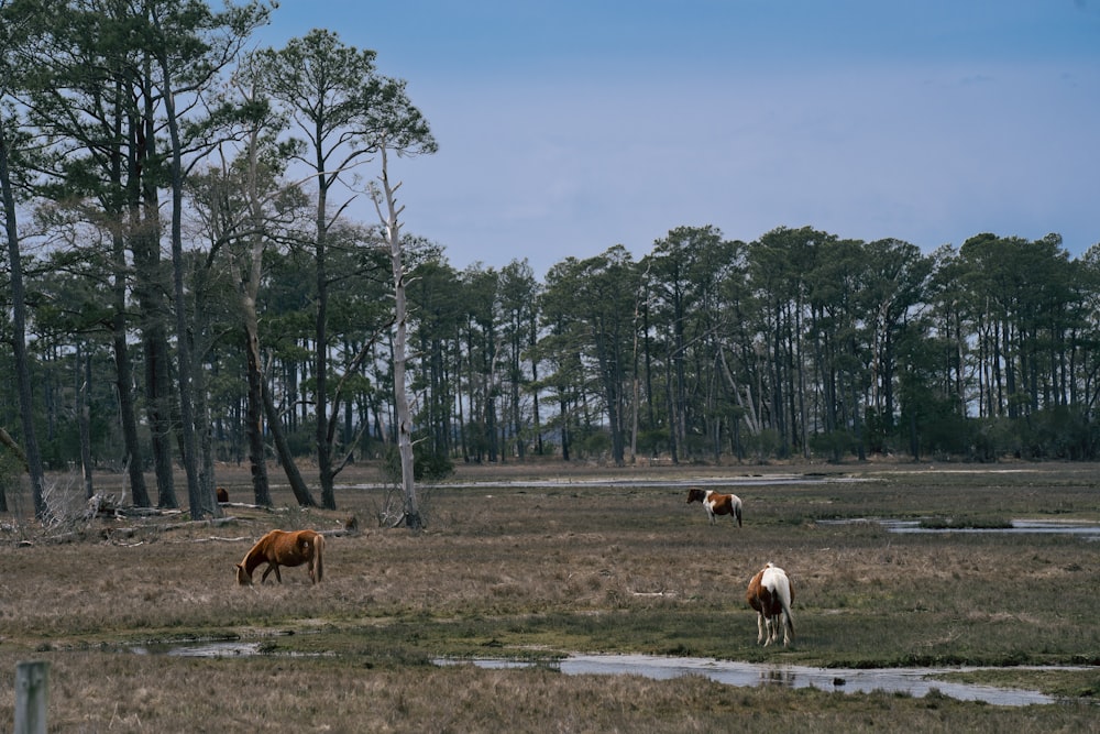 three horses grazing in a field with trees in the background