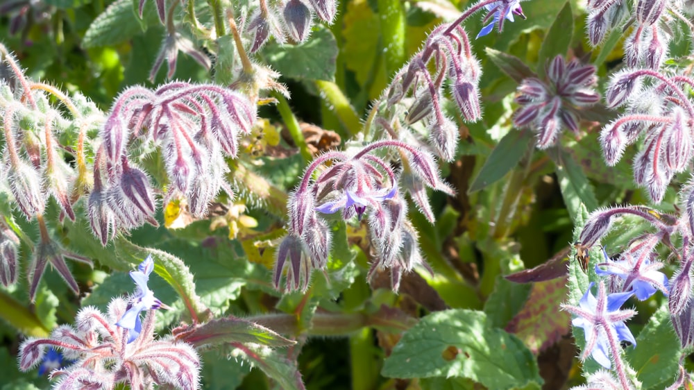 a close up of a plant with purple flowers