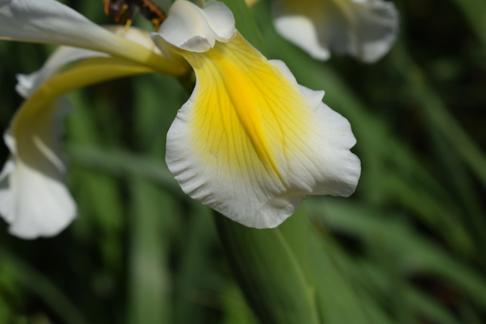 a close up of a yellow and white flower