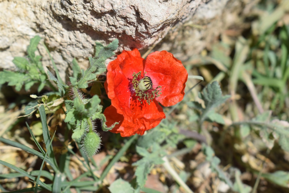 a red flower with a bee in the middle of it