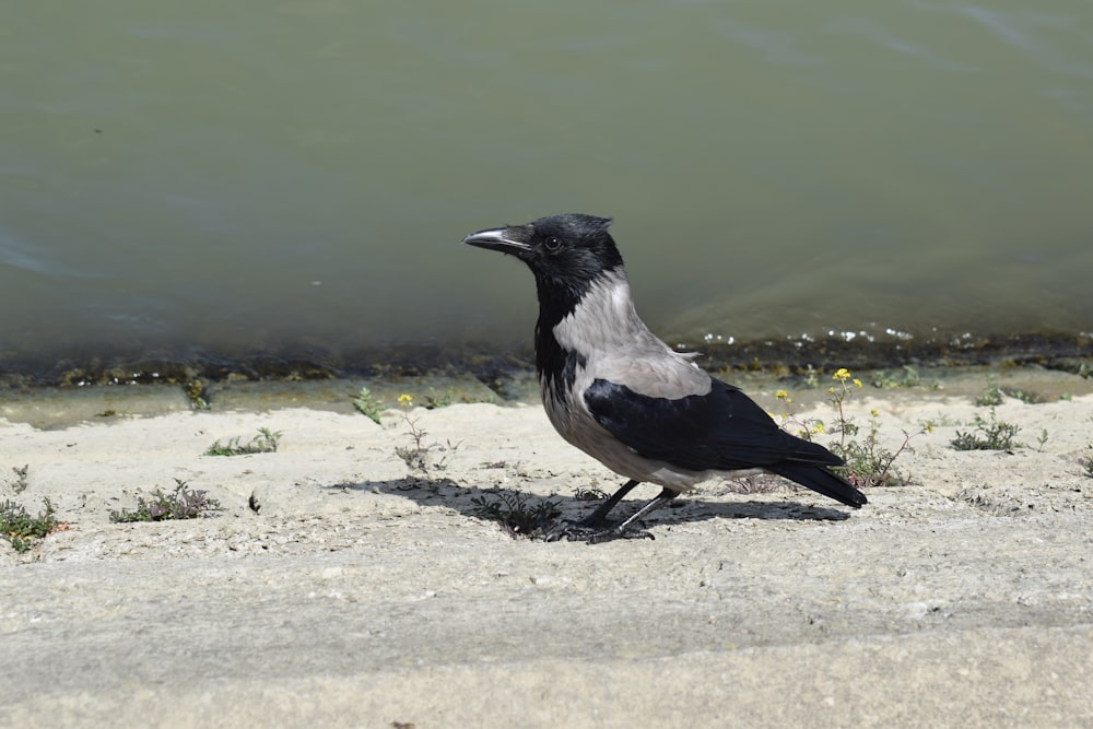a black and gray bird standing on a beach next to a body of water