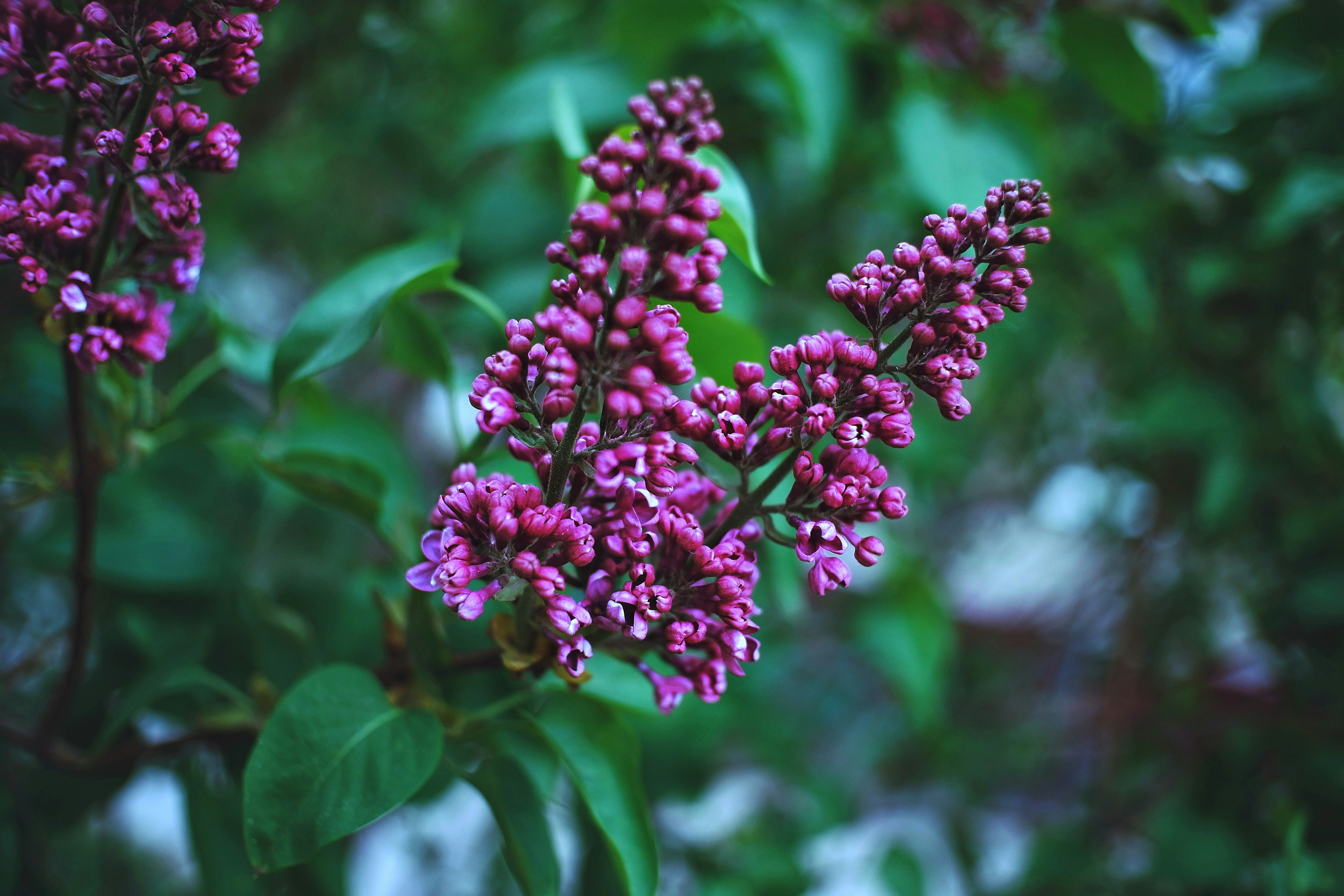 a close up of a bunch of purple flowers