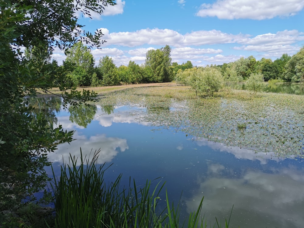 a body of water surrounded by trees and grass