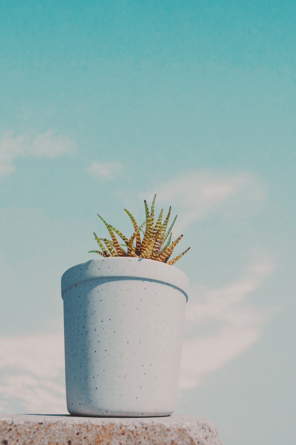 a potted plant sitting on top of a cement block