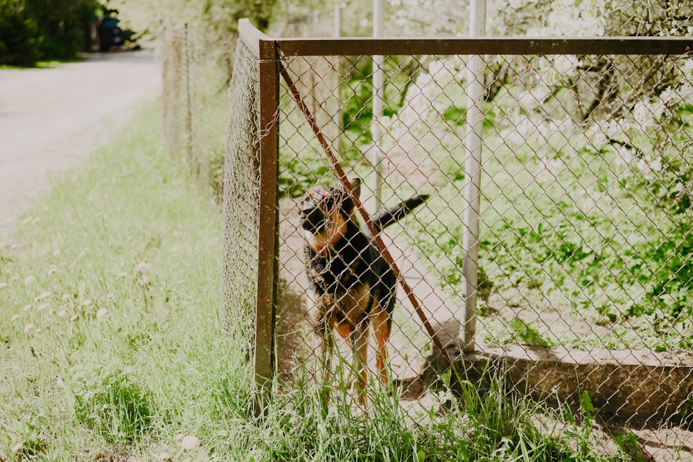 a dog behind a fence looking at something