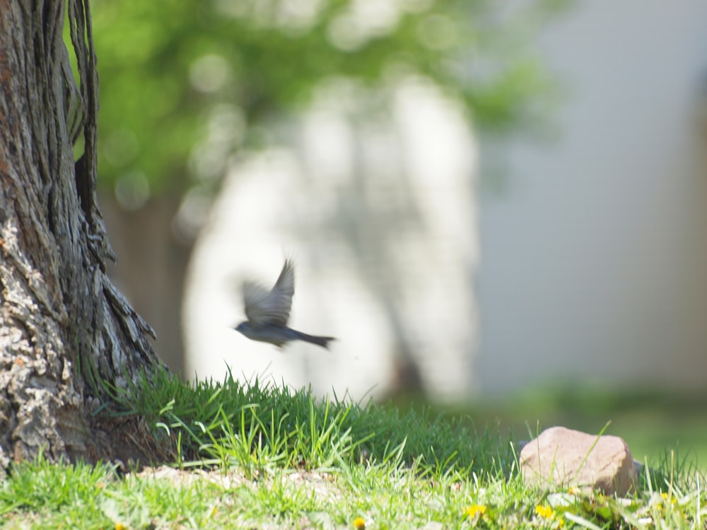 um pássaro voando por uma árvore em um quintal