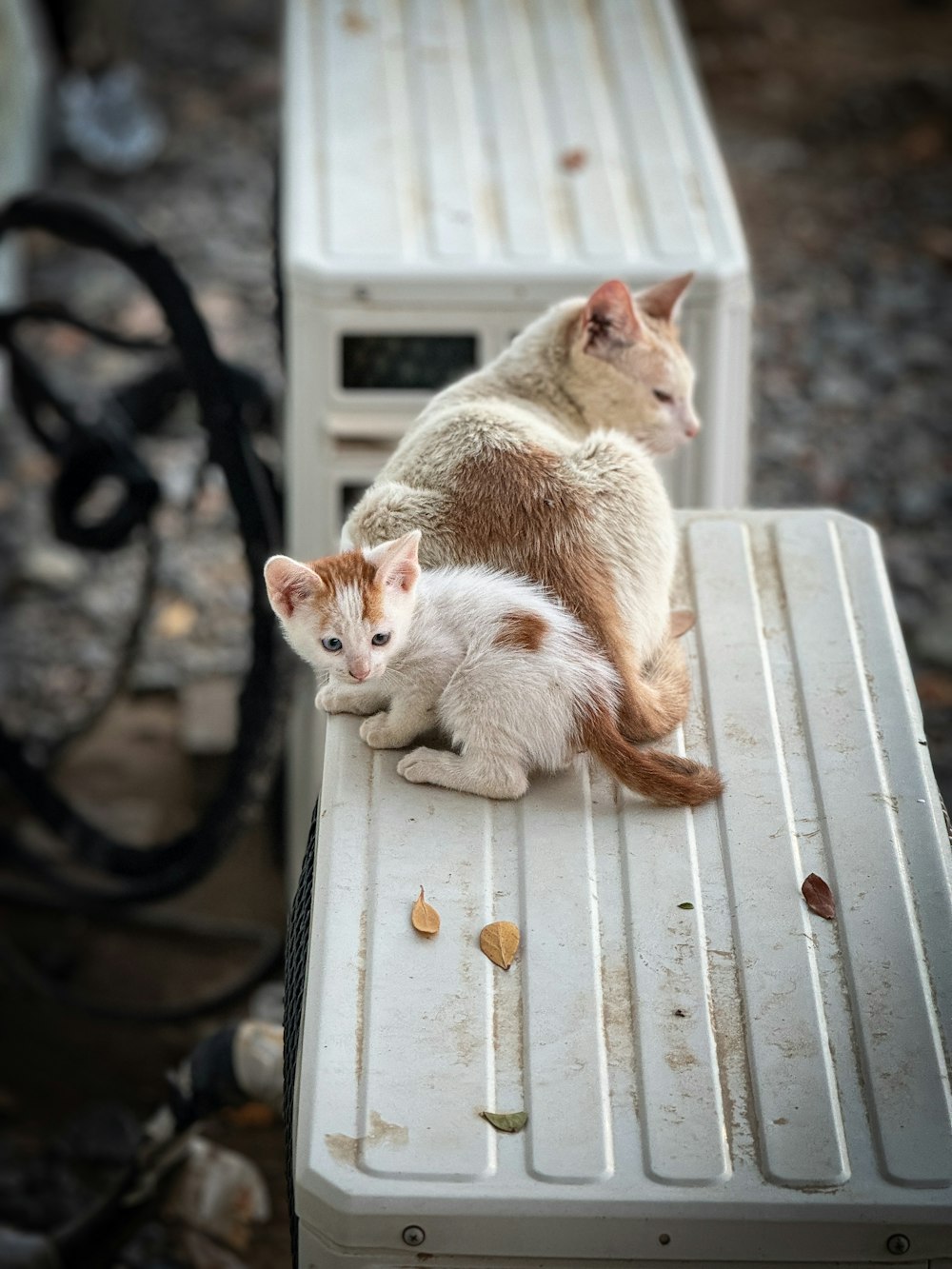 a couple of cats sitting on top of a white bench