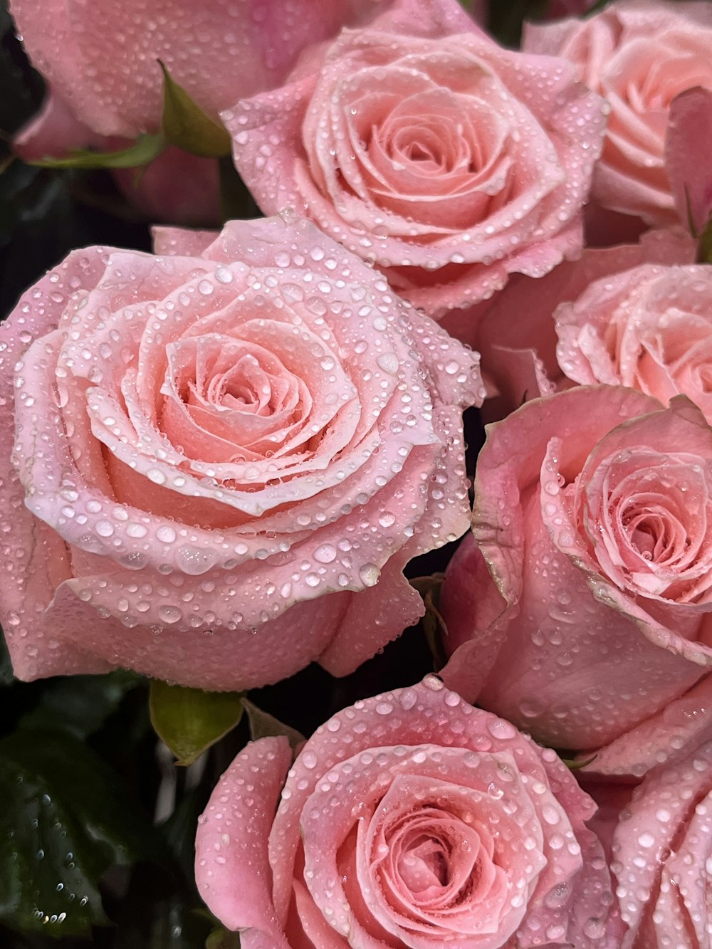 un ramo de rosas rosas con gotas de agua