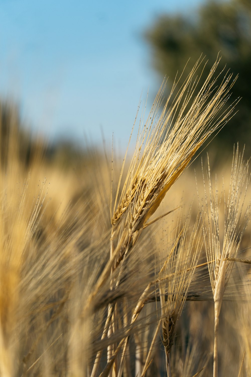 um close up de um campo de trigo com árvores ao fundo