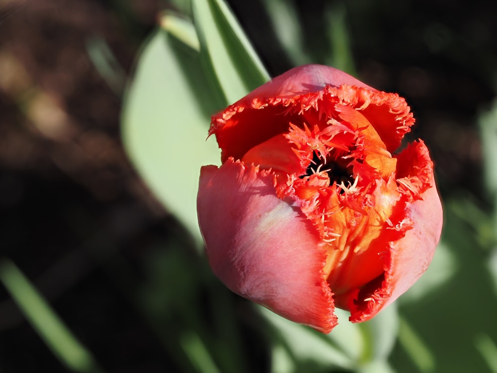 a close up of a flower with a blurry background