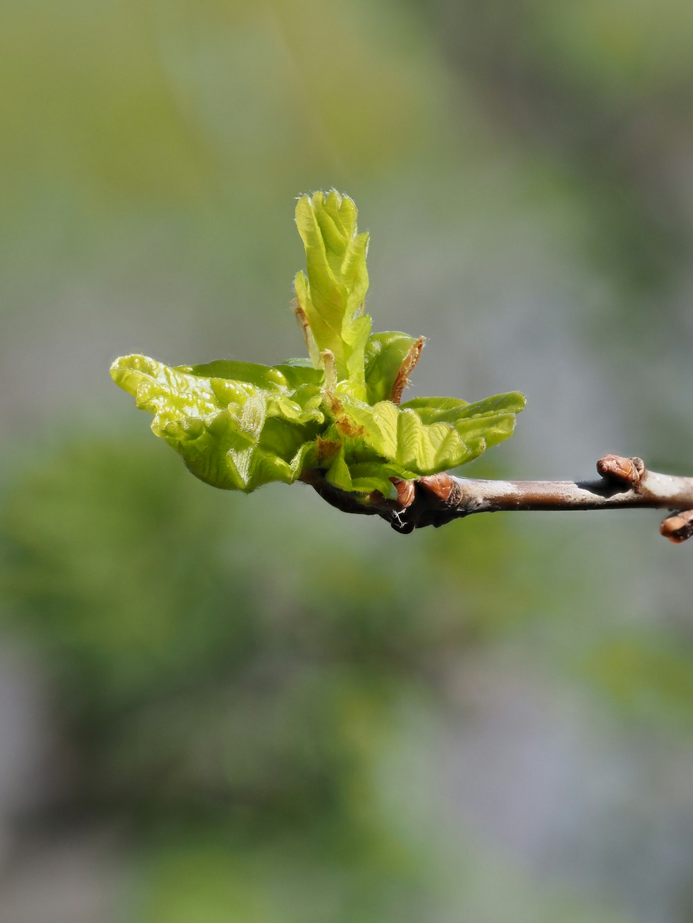 a branch of a tree with green leaves