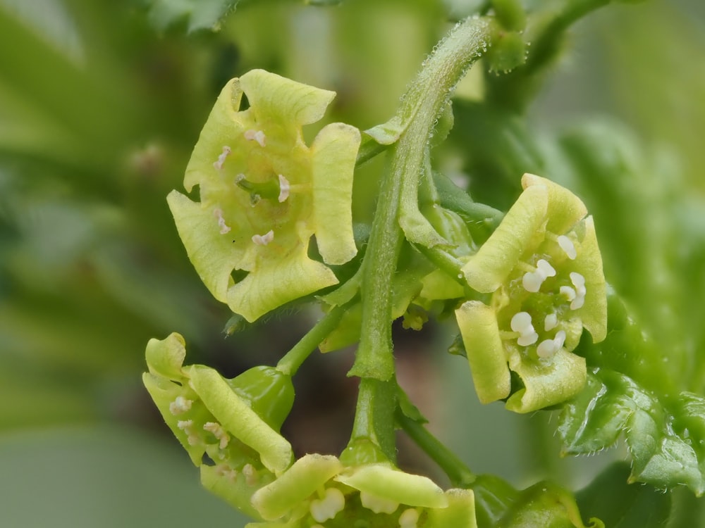 a close up of a plant with yellow flowers