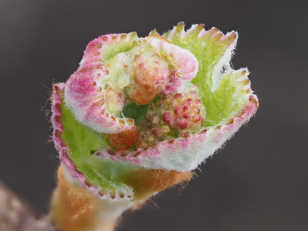 a close up view of a flower bud