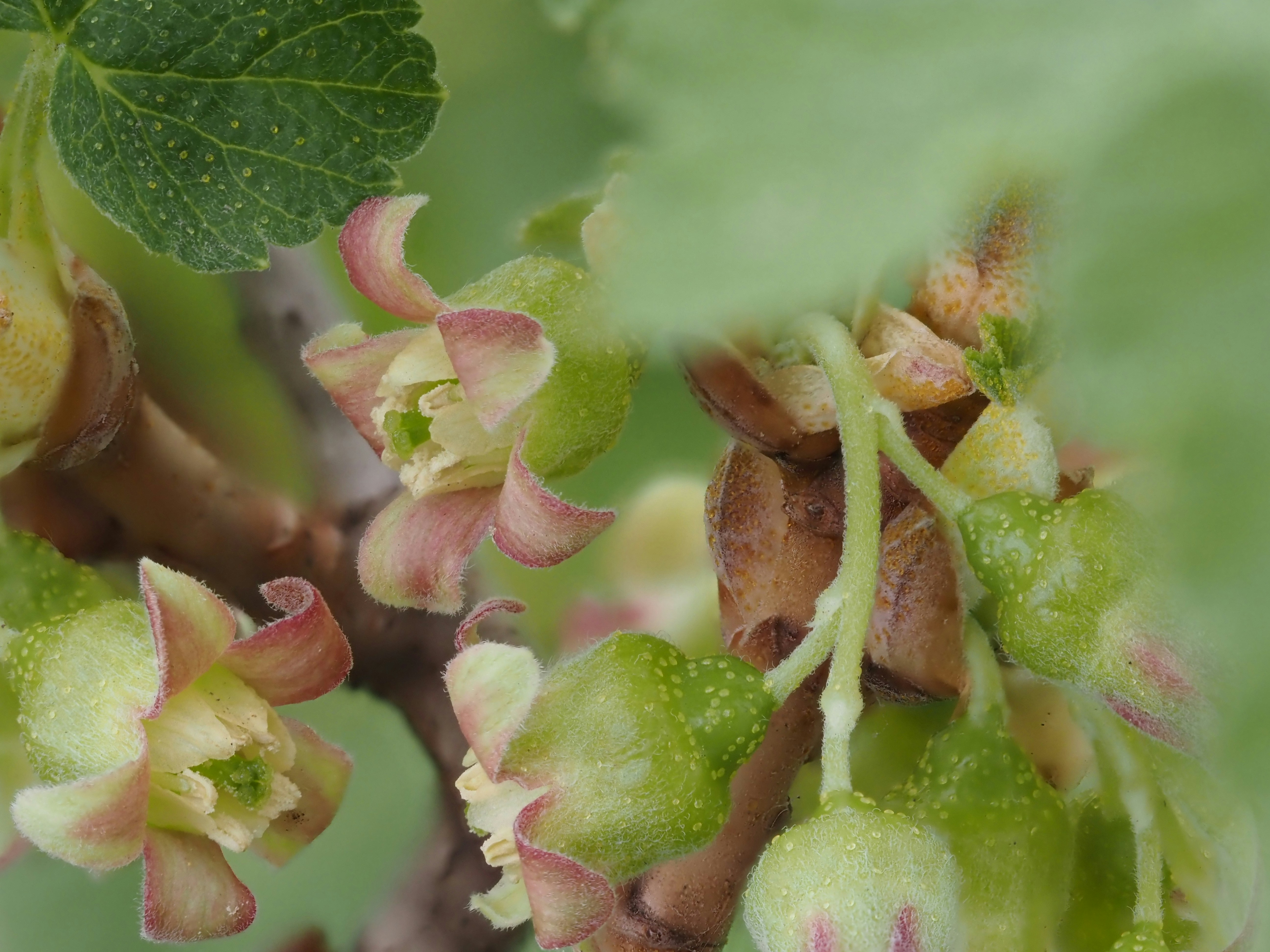 나무에 있는 꽃의 클로즈업