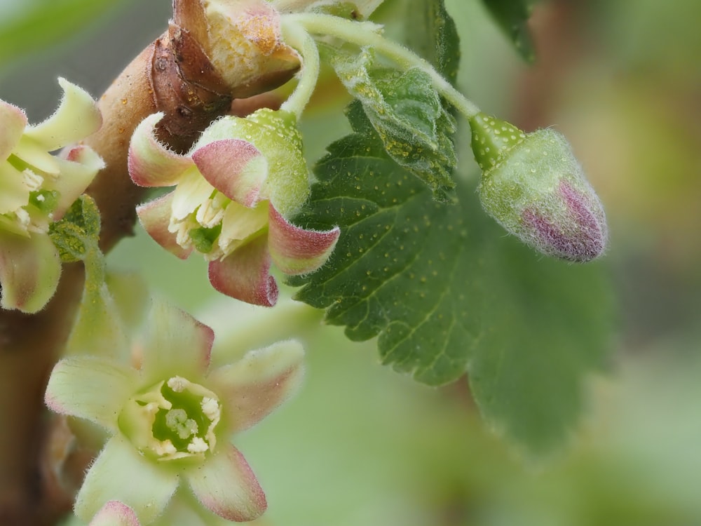 a close up of a flower on a tree branch