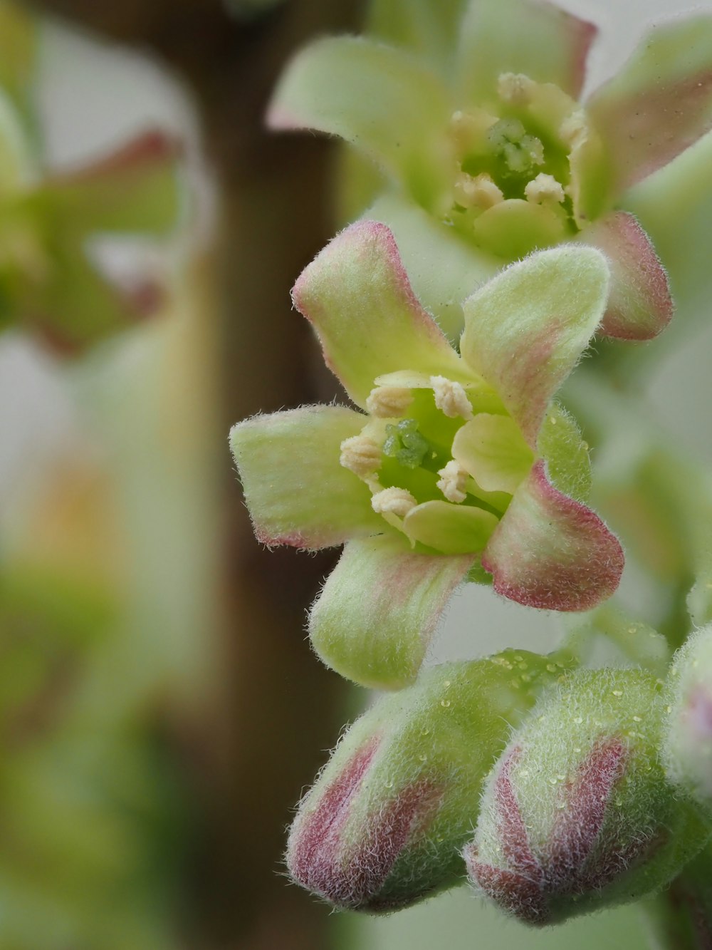 a close up of a flower on a tree