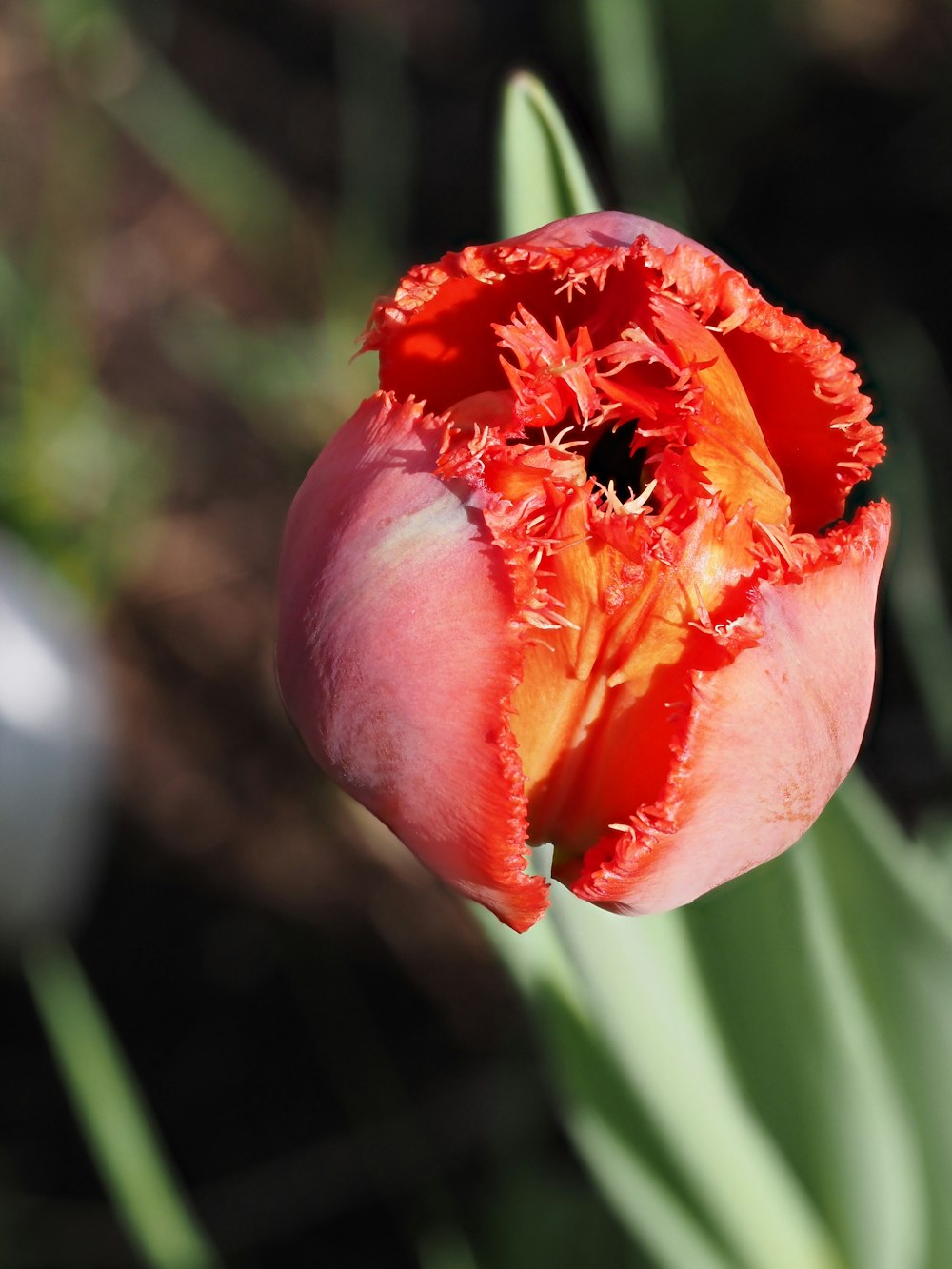 a close up of a red and orange flower