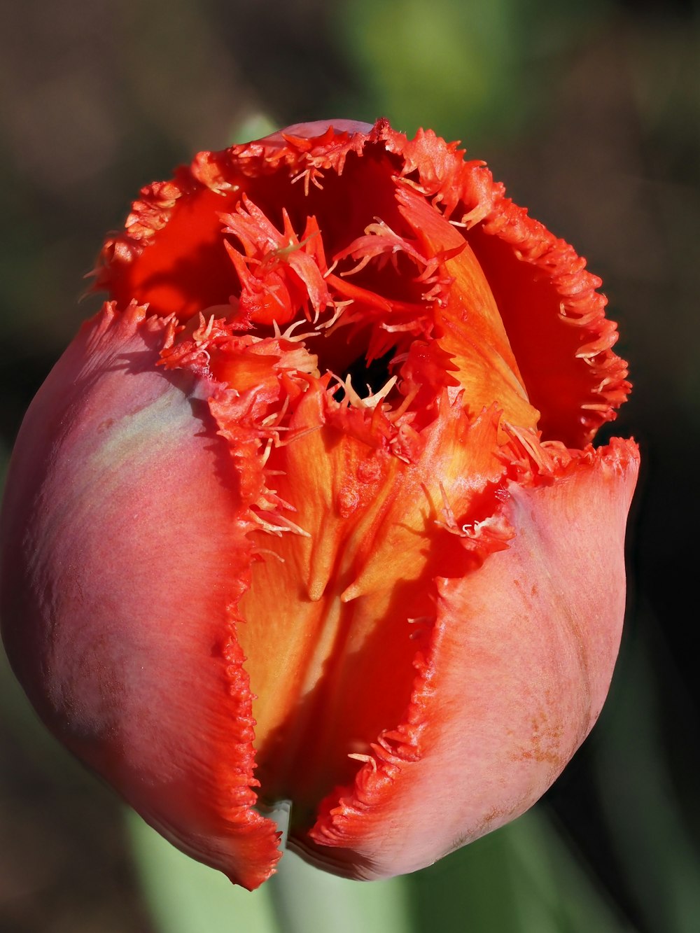 a close up of a flower with a blurry background