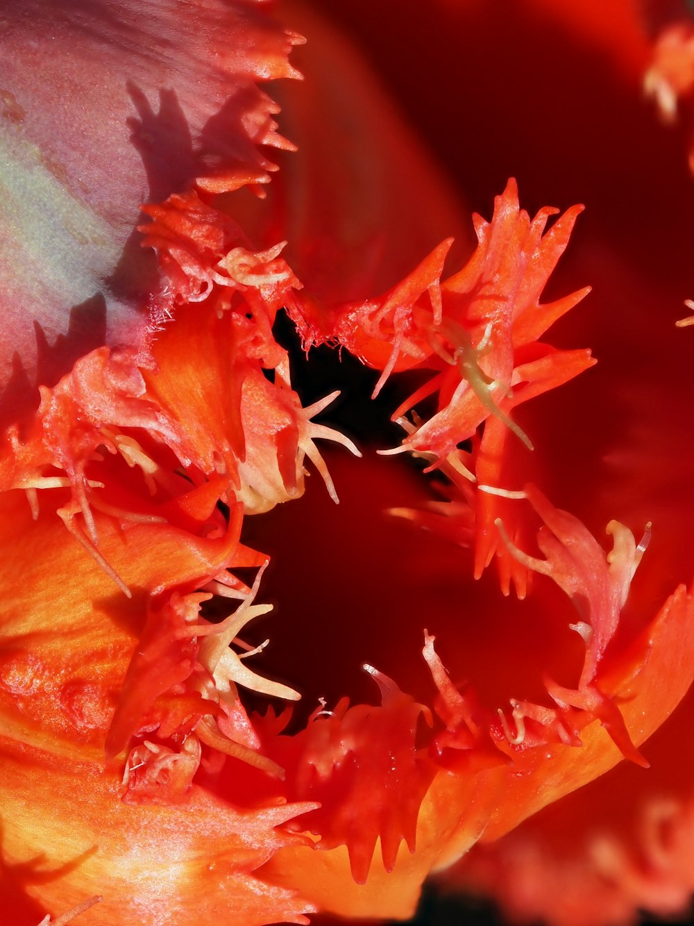 a close up of a red and orange flower